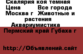 Скалярия коя темная › Цена ­ 50 - Все города, Москва г. Животные и растения » Аквариумистика   . Пермский край,Губаха г.
